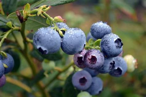 blue berry là gì.